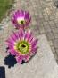 Preview: Echinocereus ctenoides